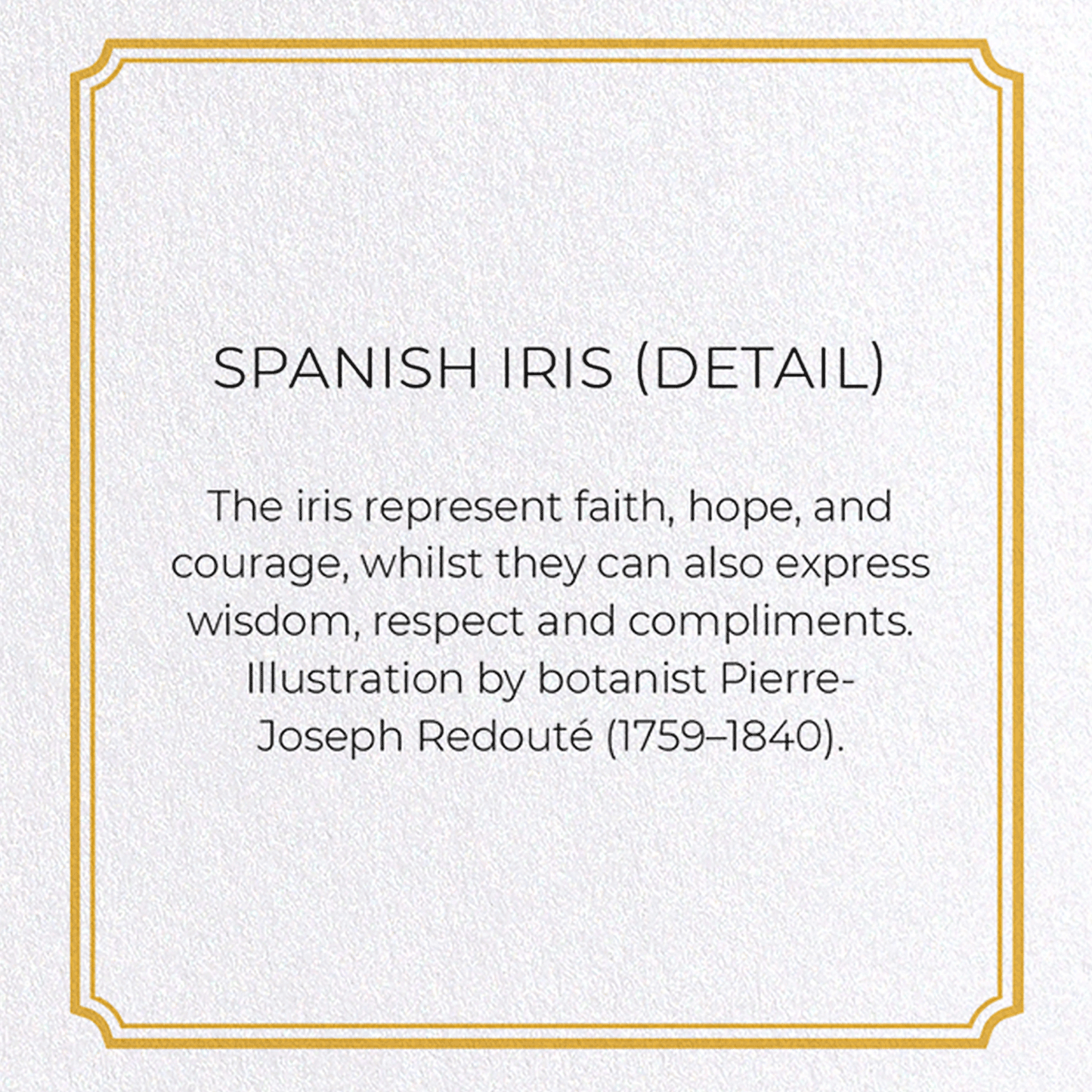 SPANISH IRIS: Botanical Greeting Card
