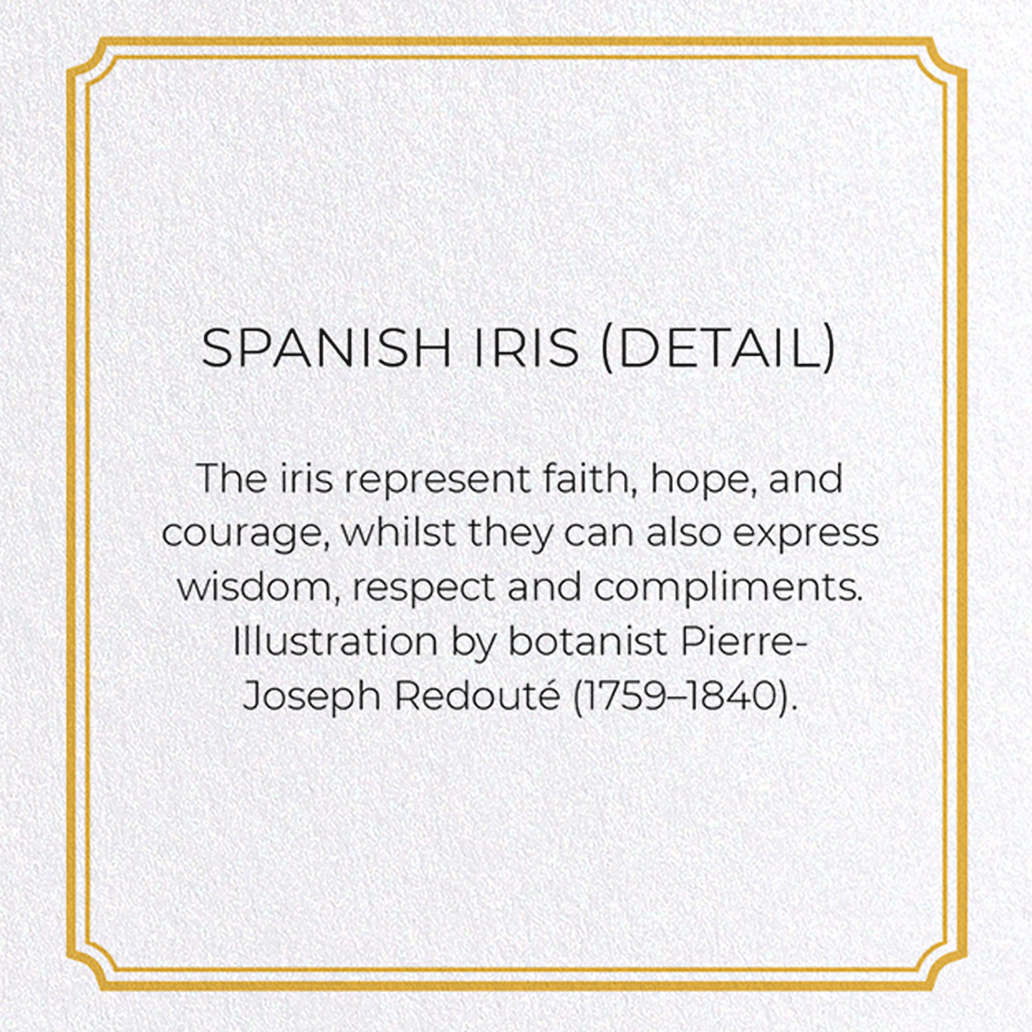 SPANISH IRIS: Botanical Greeting Card