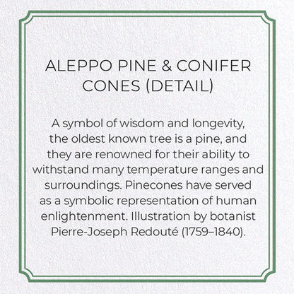 ALEPPO PINE & CONIFER CONES: Botanical Greeting Card