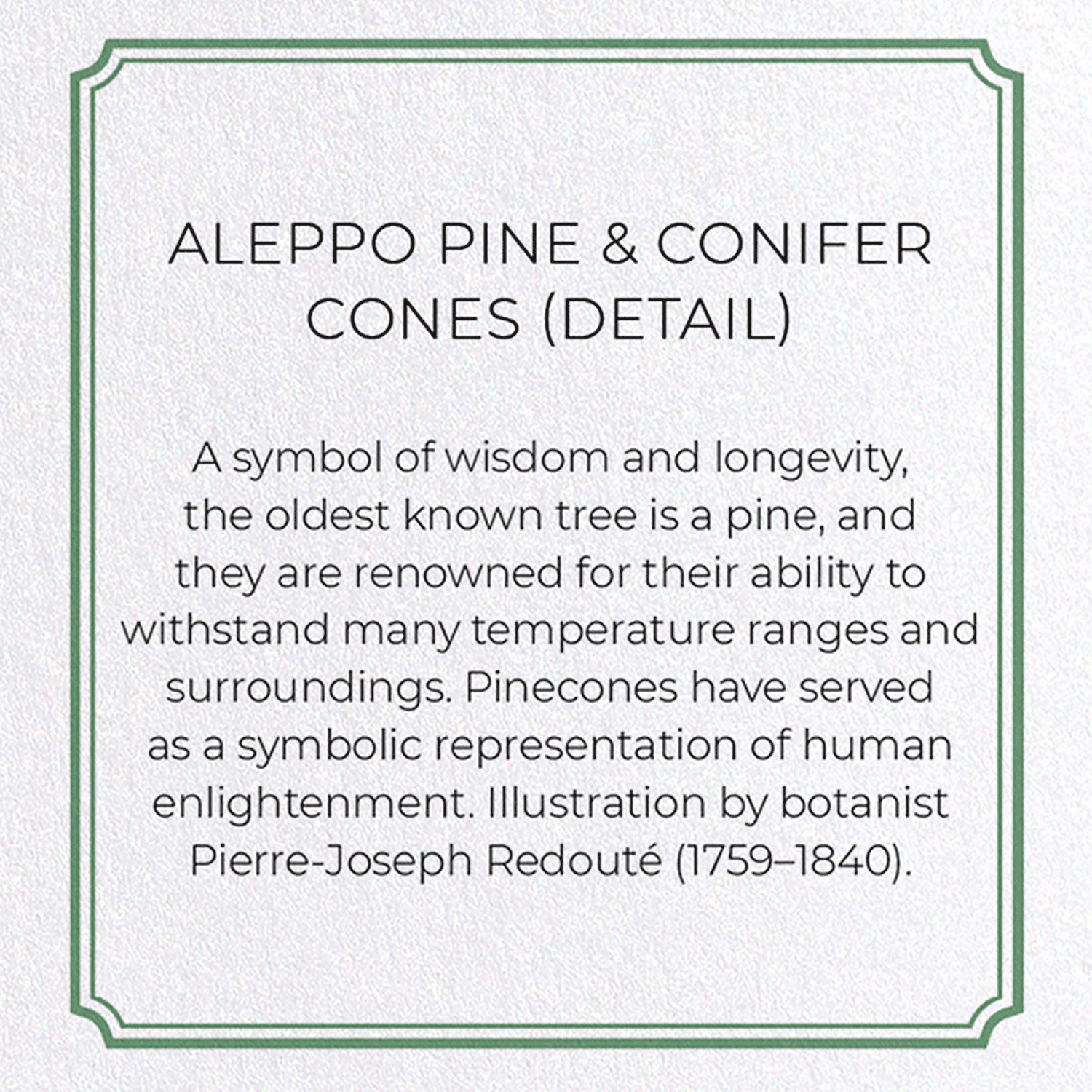 ALEPPO PINE & CONIFER CONES: Botanical Greeting Card