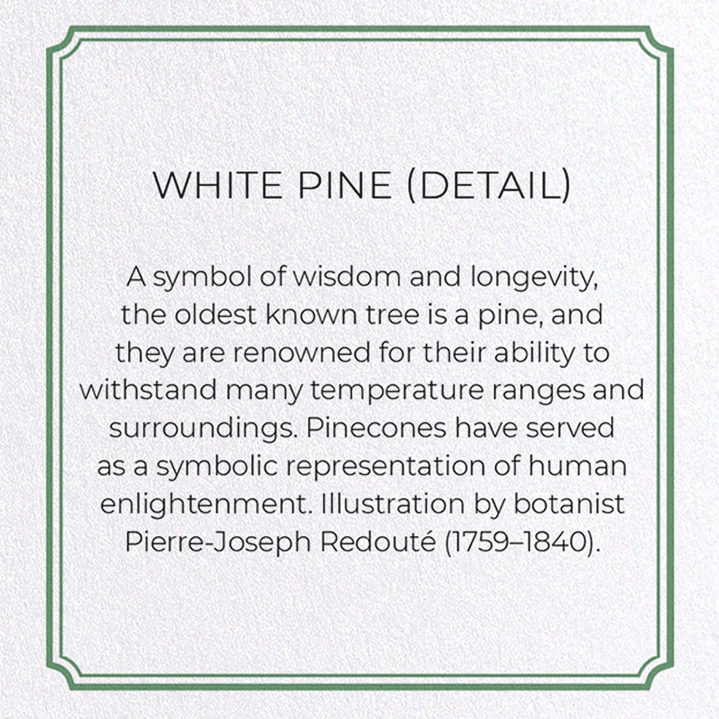 WHITE PINE: Botanical Greeting Card