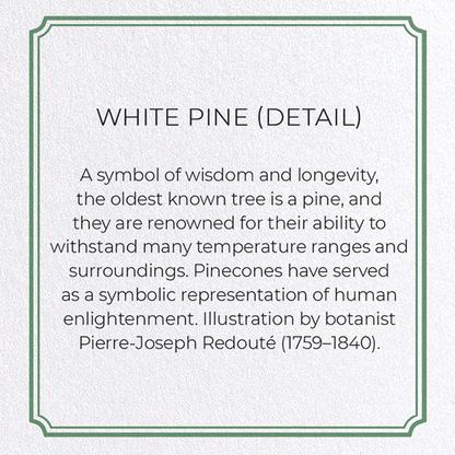 WHITE PINE: Botanical Greeting Card