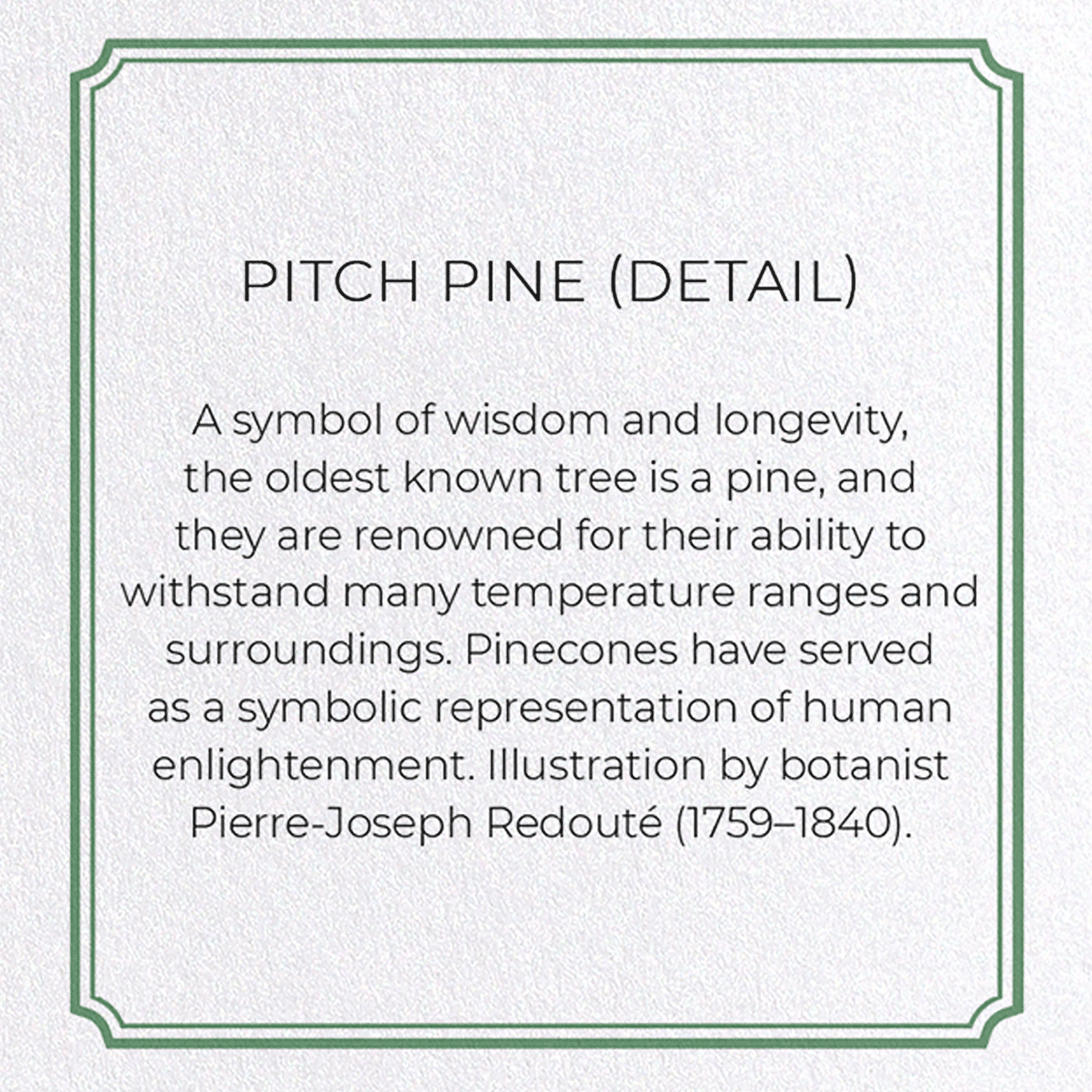 PITCH PINE: Botanical Greeting Card