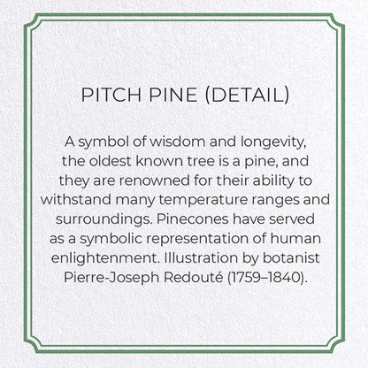 PITCH PINE: Botanical Greeting Card