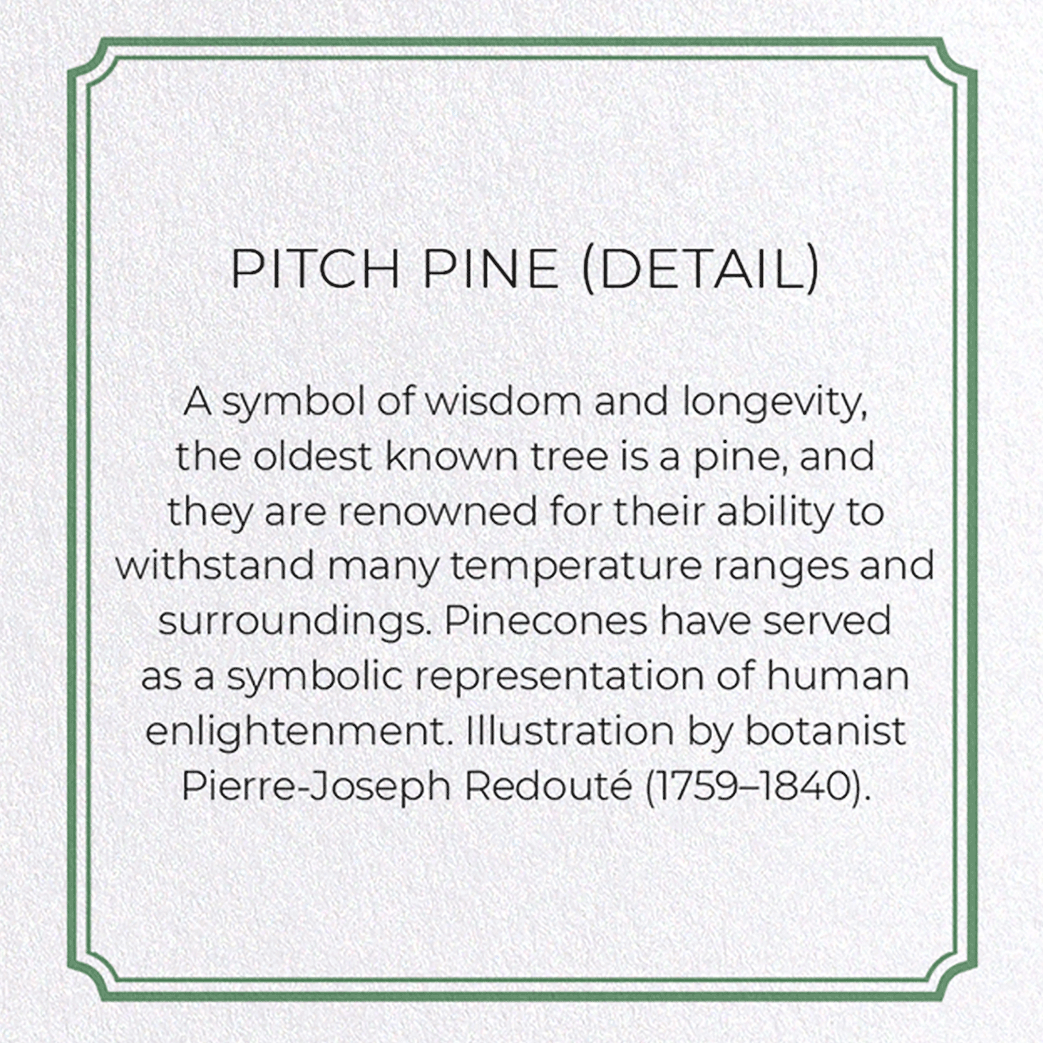 PITCH PINE: Botanical Greeting Card