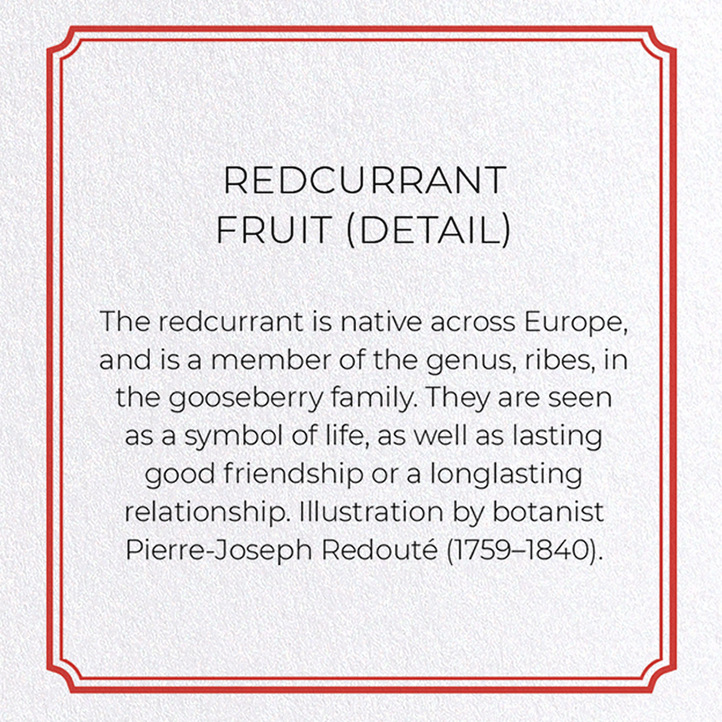 REDCURRANT FRUIT: Botanical Greeting Card