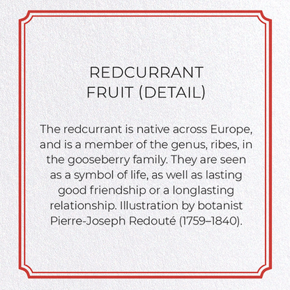 REDCURRANT FRUIT: Botanical Greeting Card