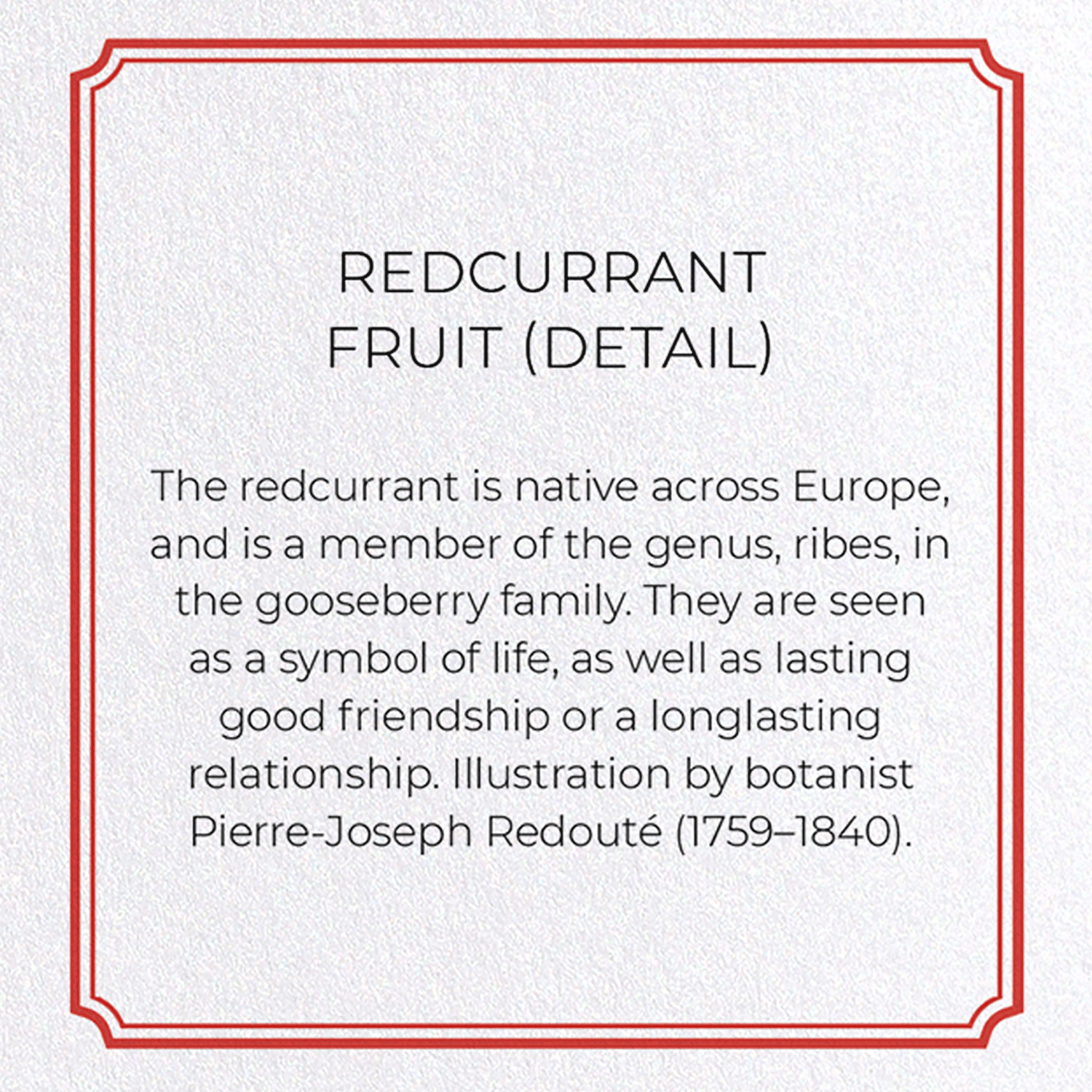 REDCURRANT FRUIT: Botanical Greeting Card