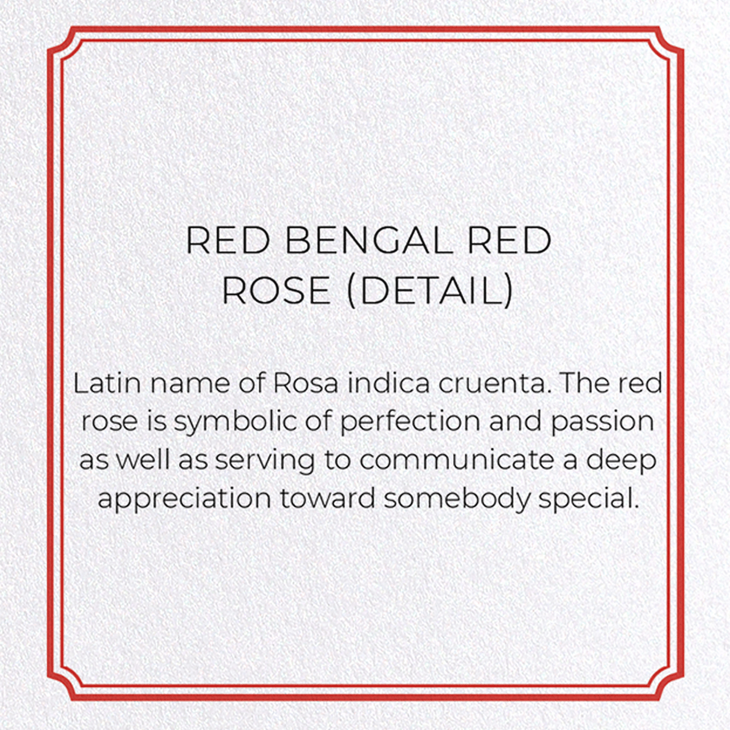 RED BENGAL RED ROSE: Botanical Greeting Card