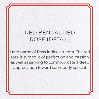 RED BENGAL RED ROSE: Botanical Greeting Card