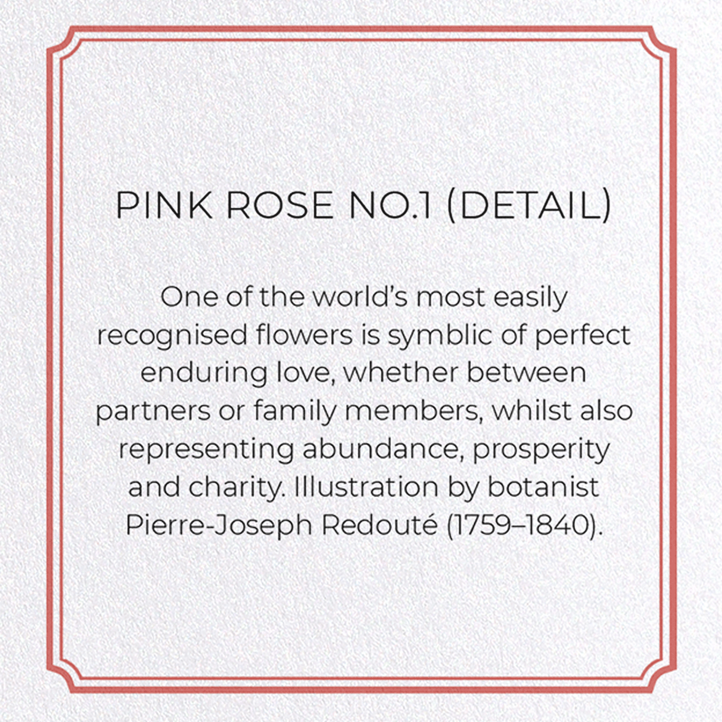 PINK ROSE NO.1: Botanical Greeting Card