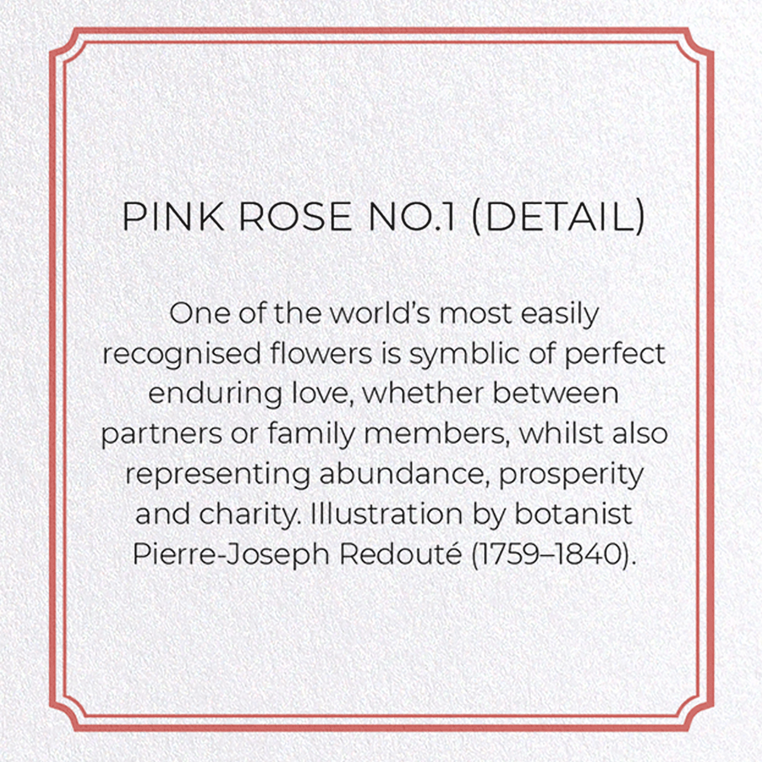 PINK ROSE NO.1: Botanical Greeting Card