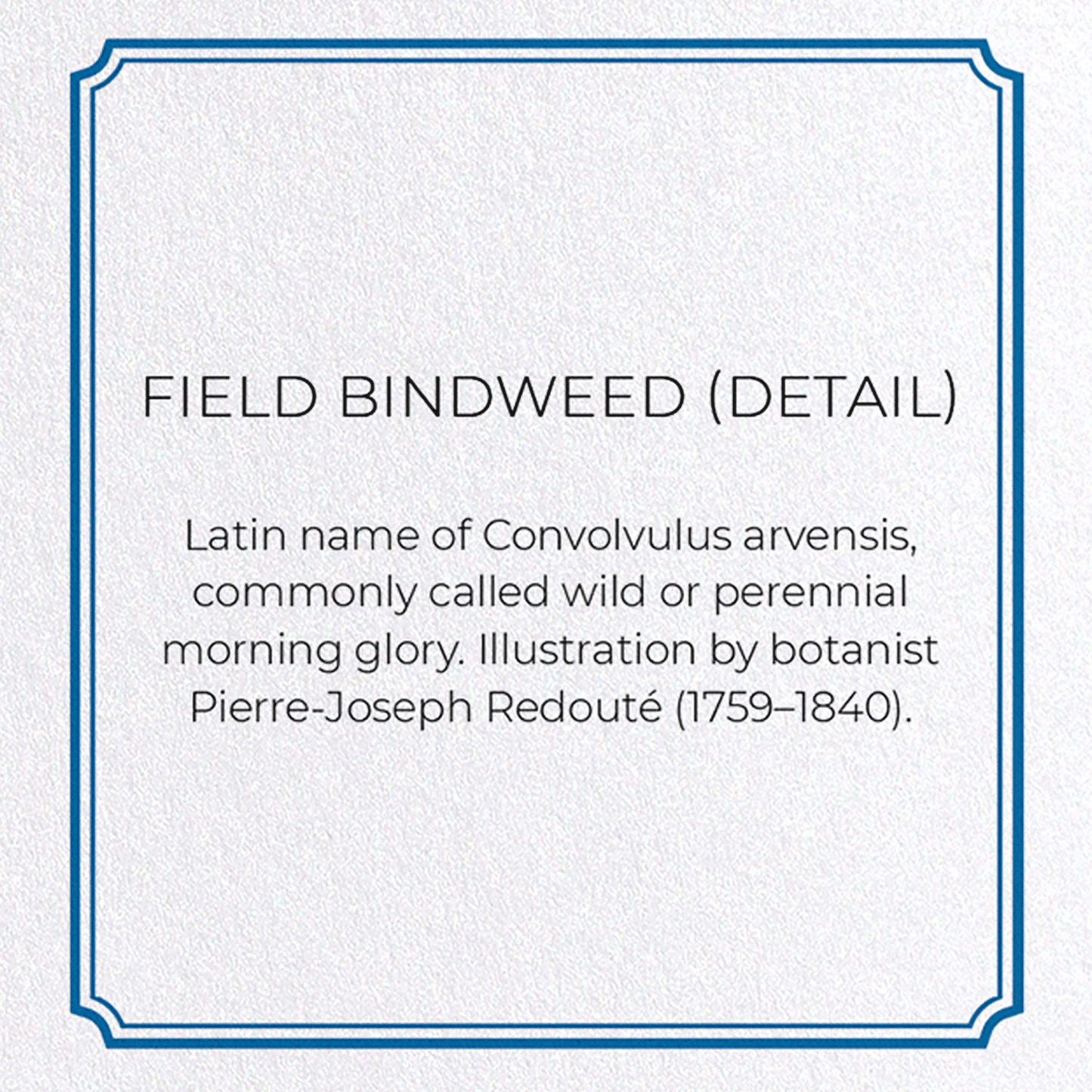 FIELD BINDWEED: Botanical Greeting Card