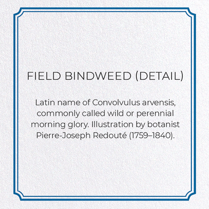 FIELD BINDWEED: Botanical Greeting Card