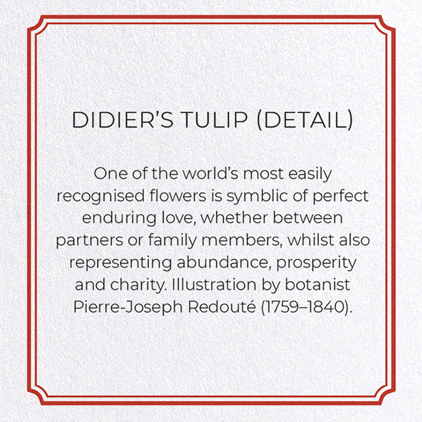 DIDIER'S TULIP: Botanical Greeting Card
