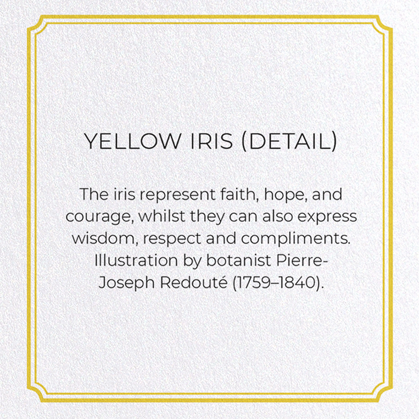 YELLOW IRIS: Botanical Greeting Card