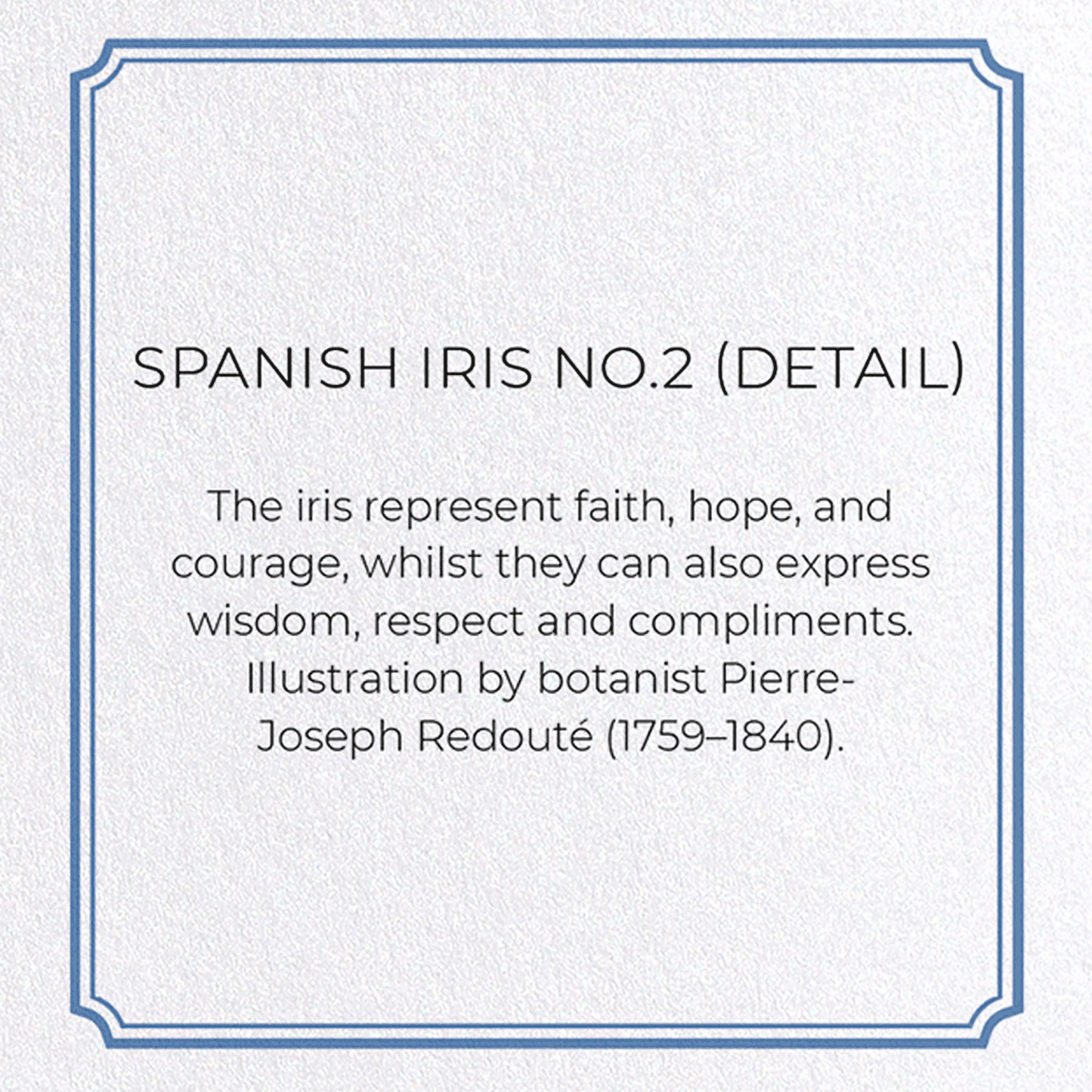 SPANISH IRIS NO.2: Botanical Greeting Card