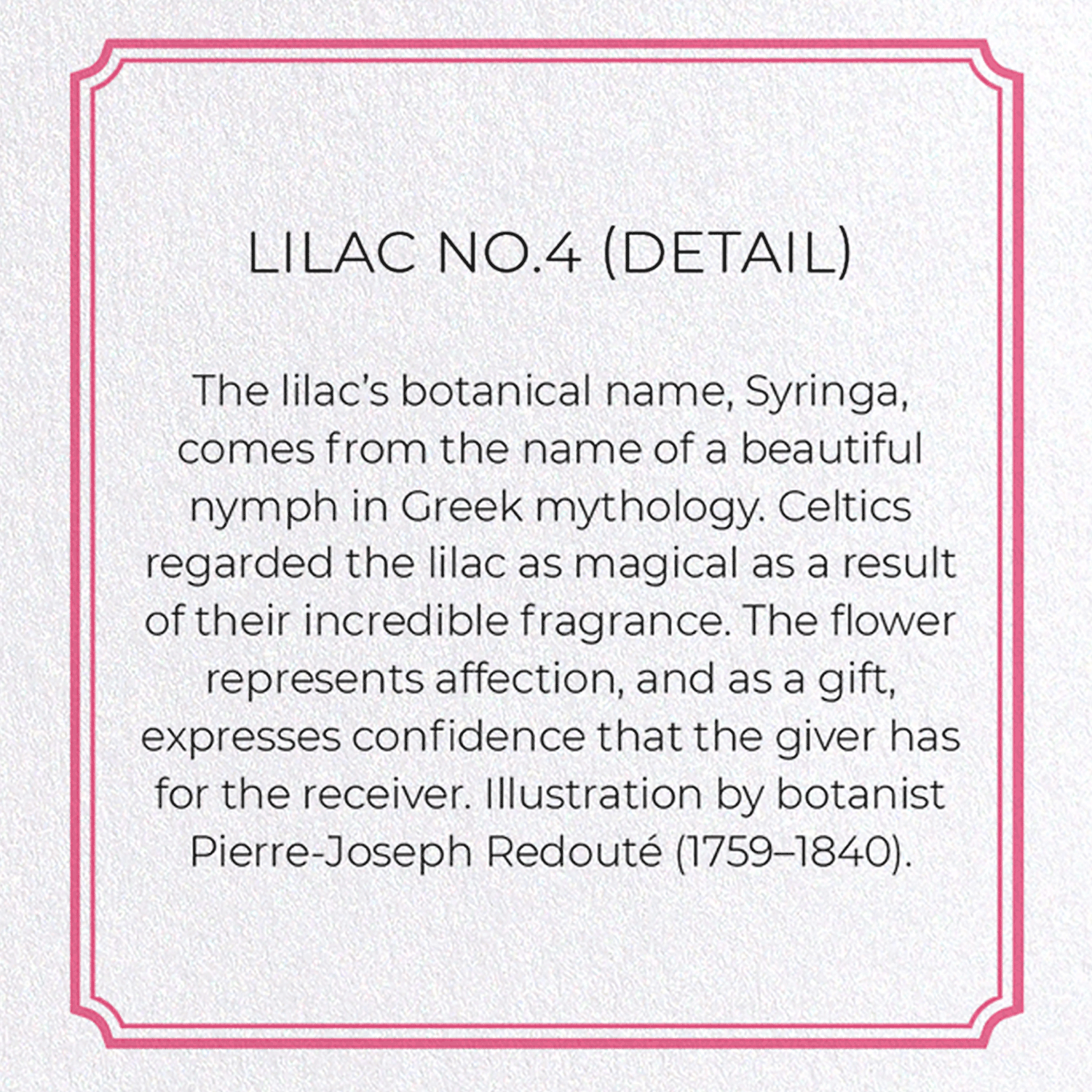 LILAC NO.4: Botanical Greeting Card