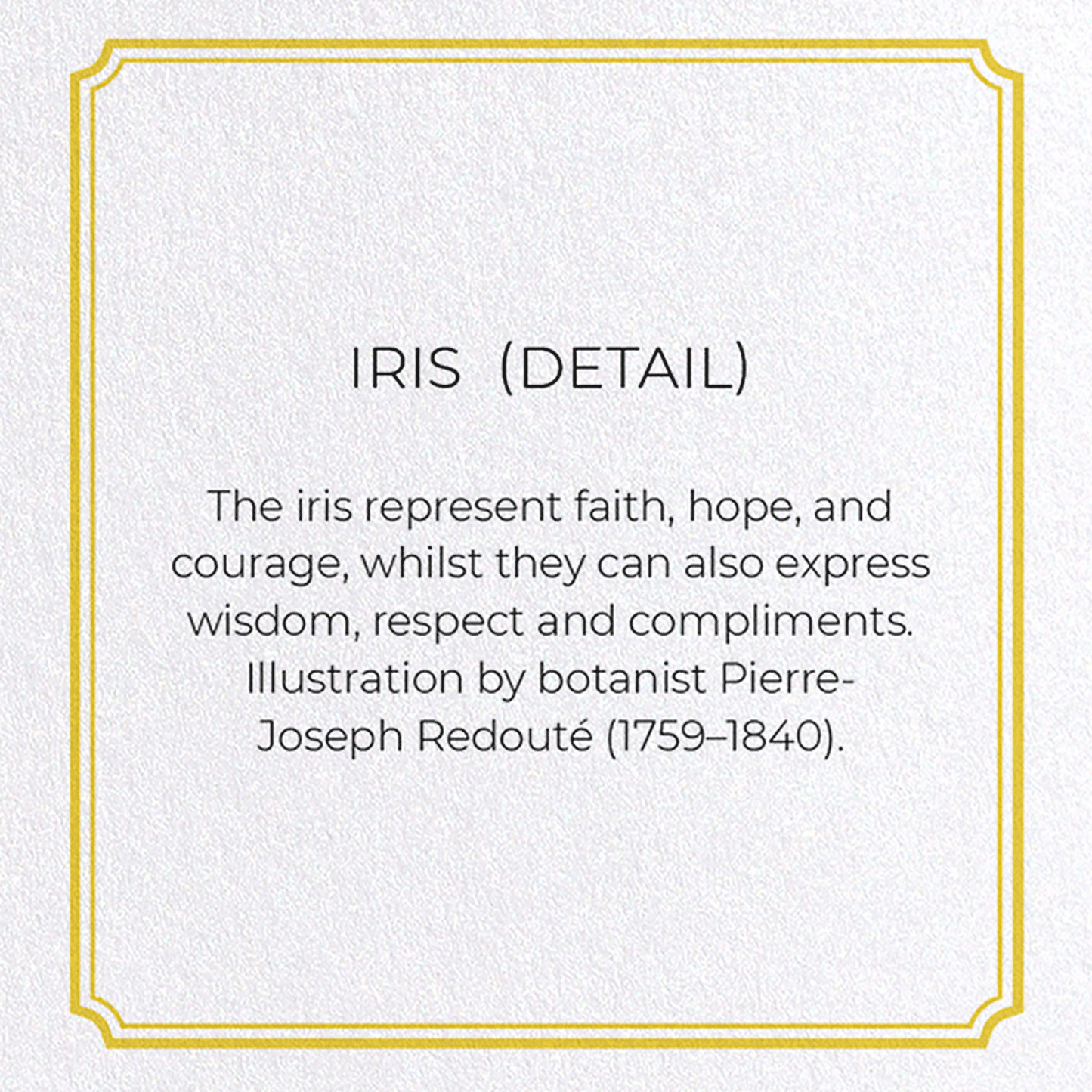 IRIS : Botanical Greeting Card