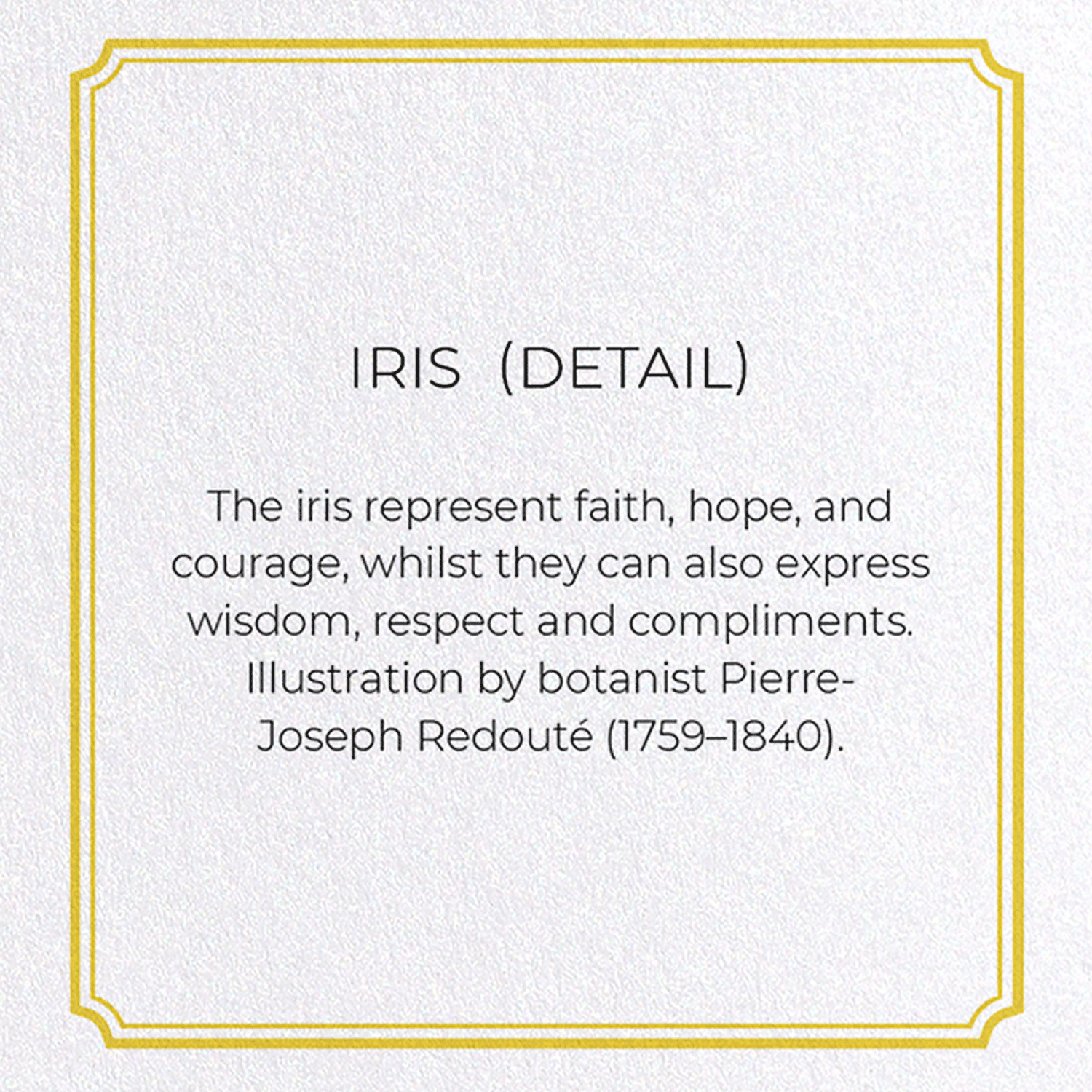 IRIS : Botanical Greeting Card