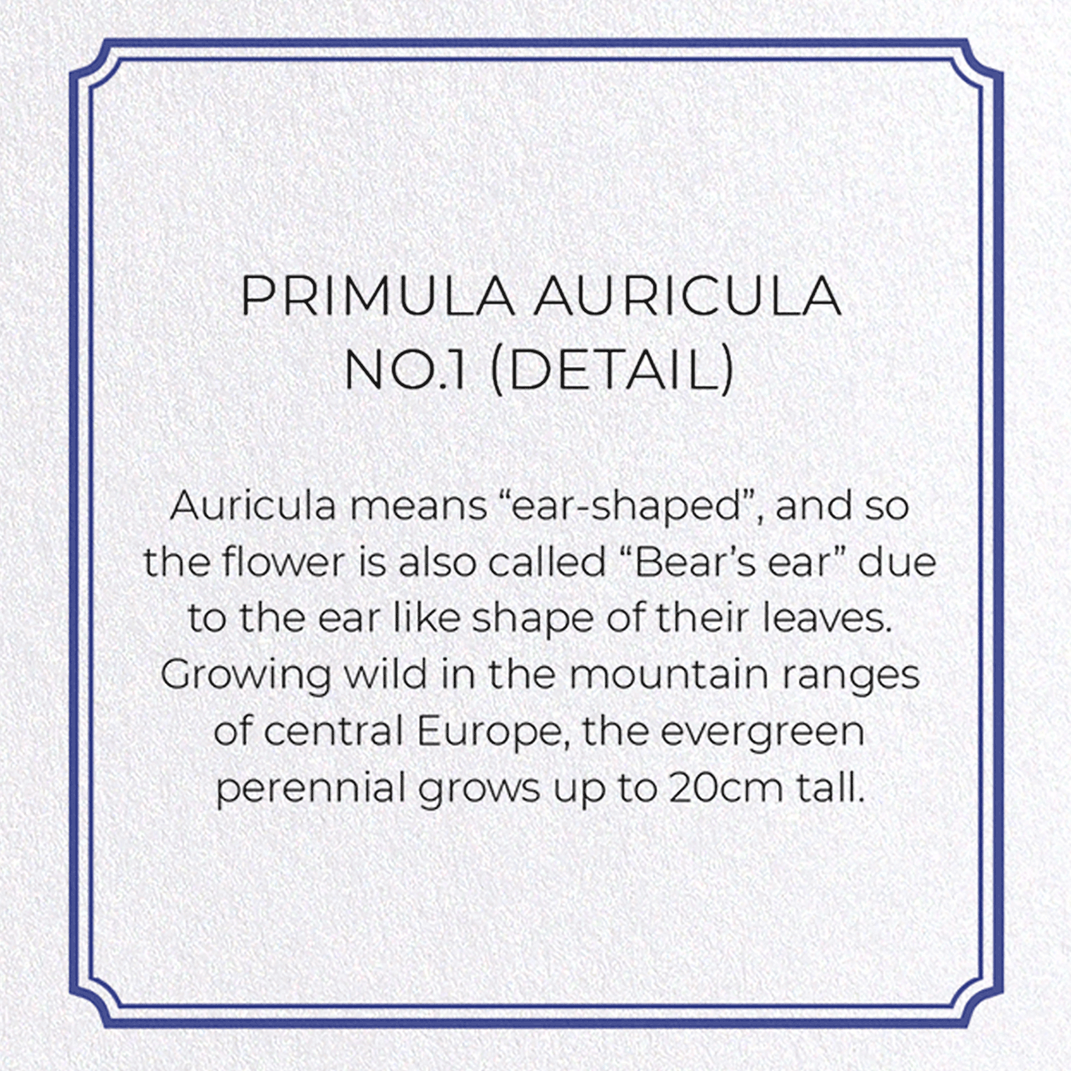 PRIMULA AURICULA NO.1: Botanical Greeting Card