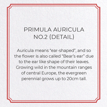 PRIMULA AURICULA NO.2: Botanical Greeting Card