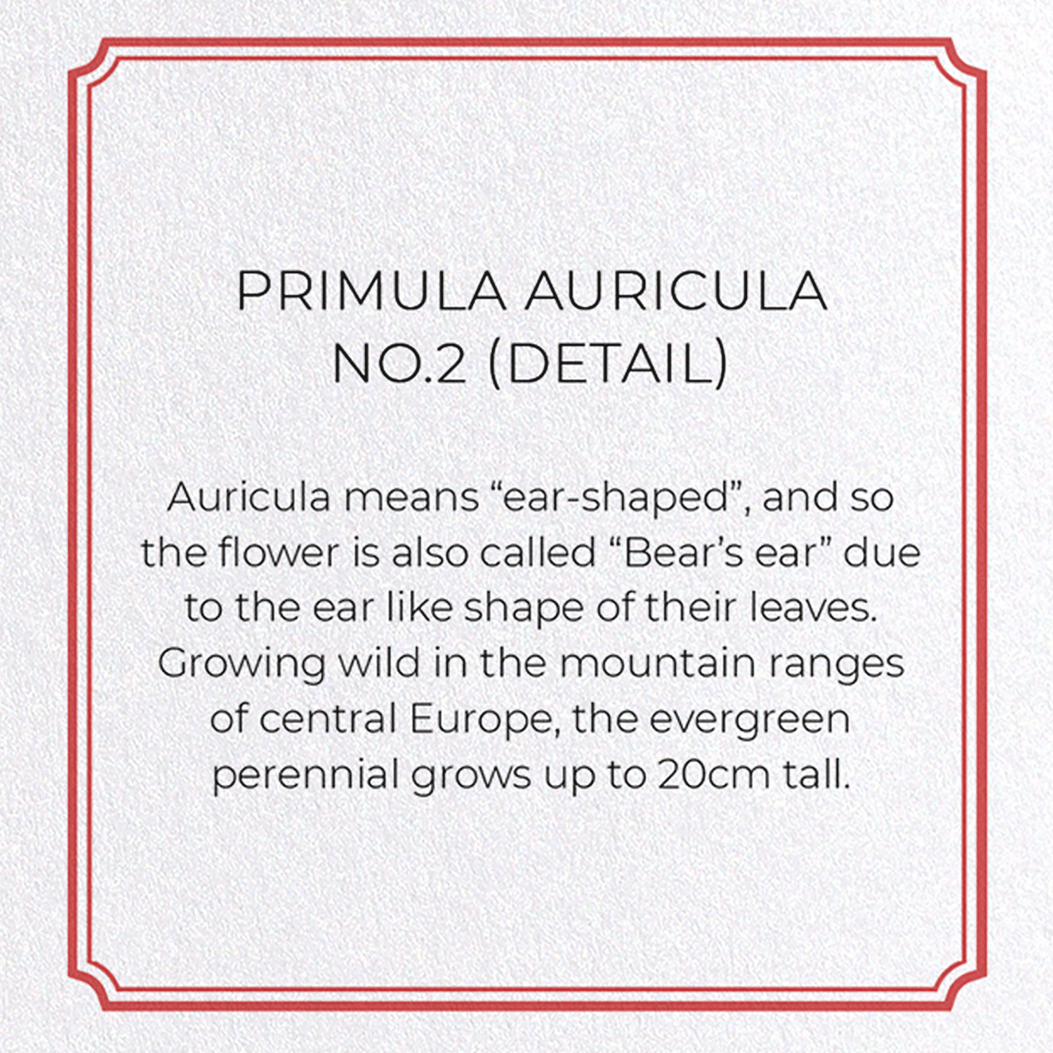 PRIMULA AURICULA NO.2: Botanical Greeting Card