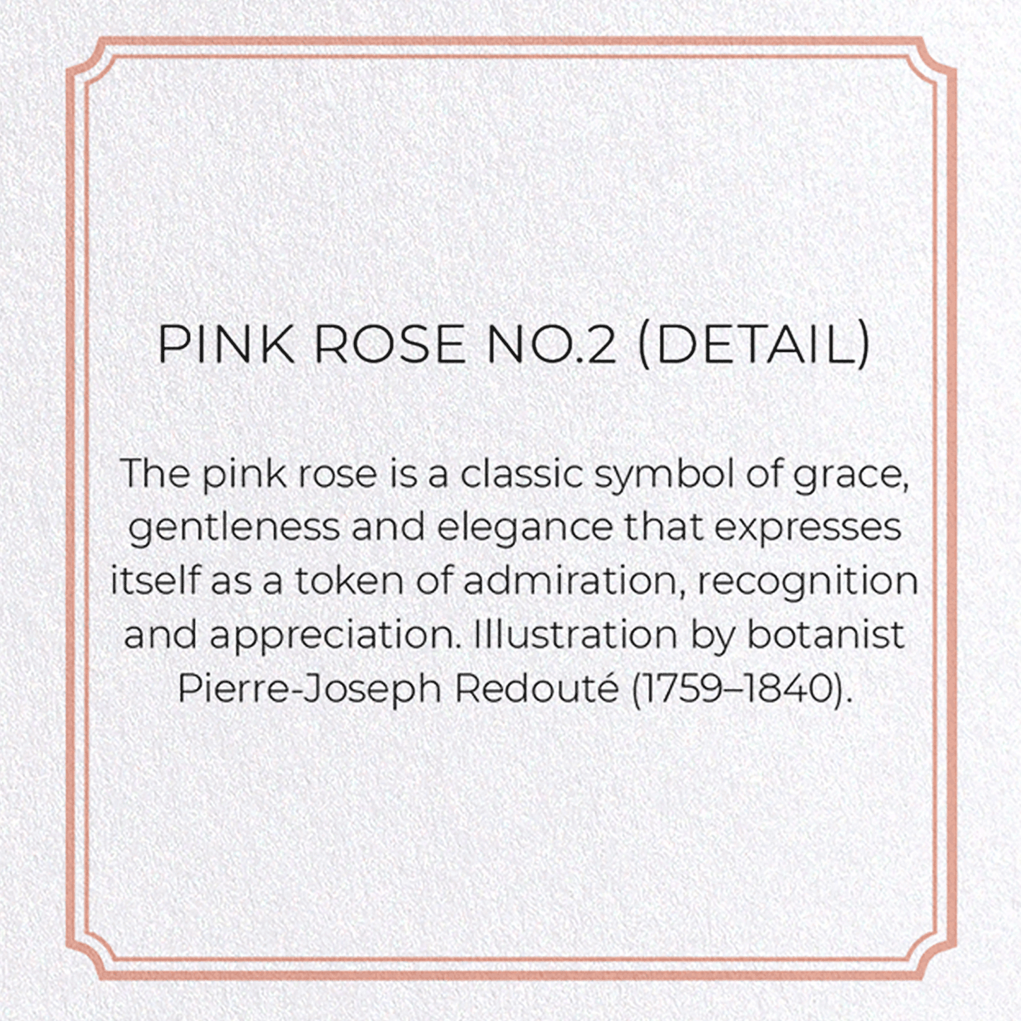 PINK ROSE NO.2: Botanical Greeting Card