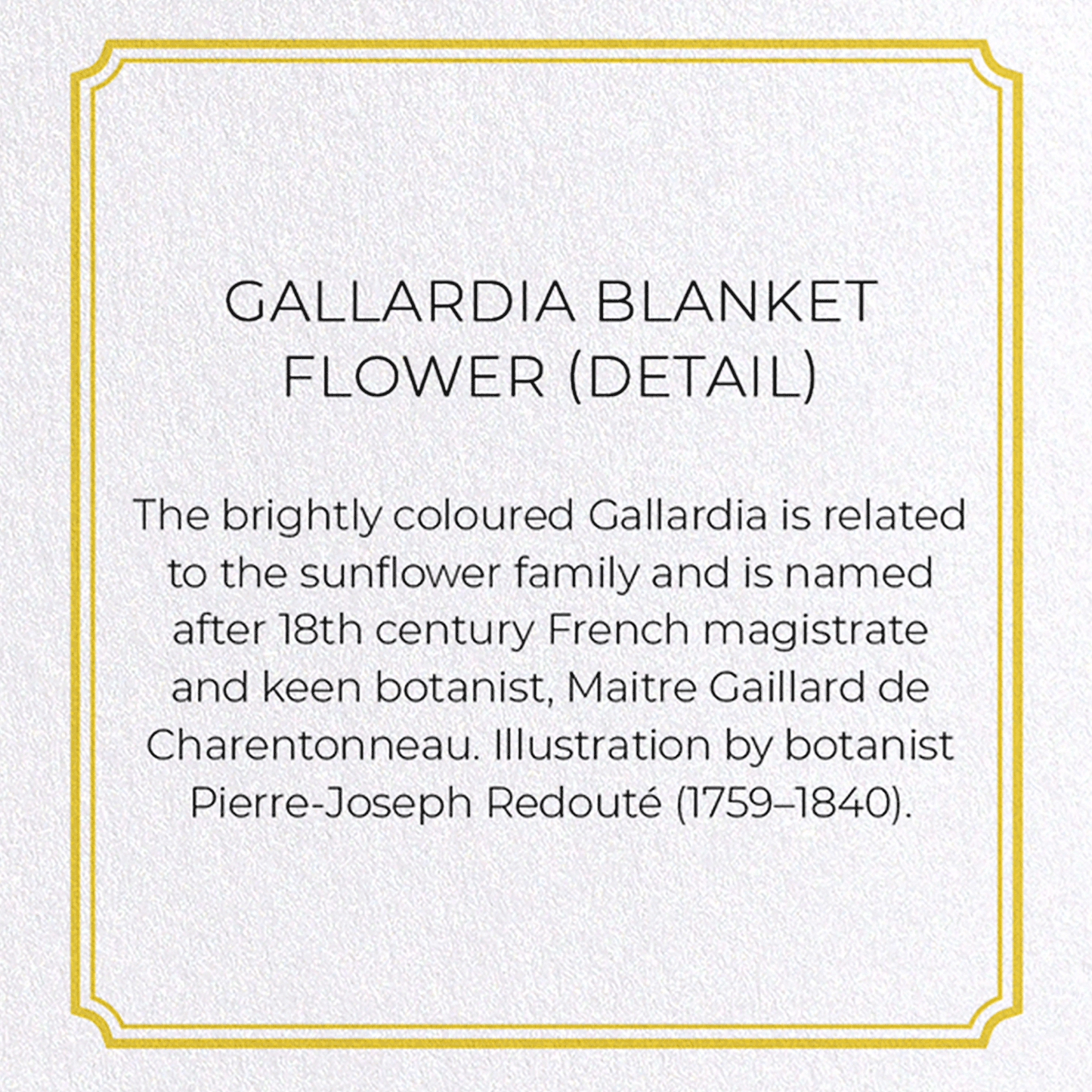 GALLARDIA BLANKET FLOWER: Botanical Greeting Card