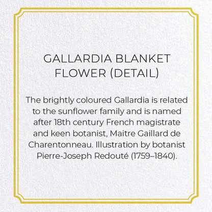 GALLARDIA BLANKET FLOWER: Botanical Greeting Card