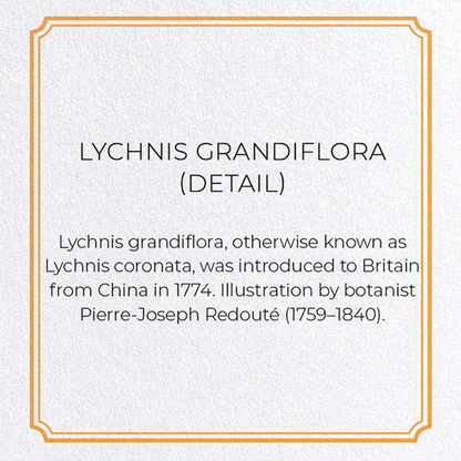 LYCHNIS GRANDIFLORA: Botanical Greeting Card