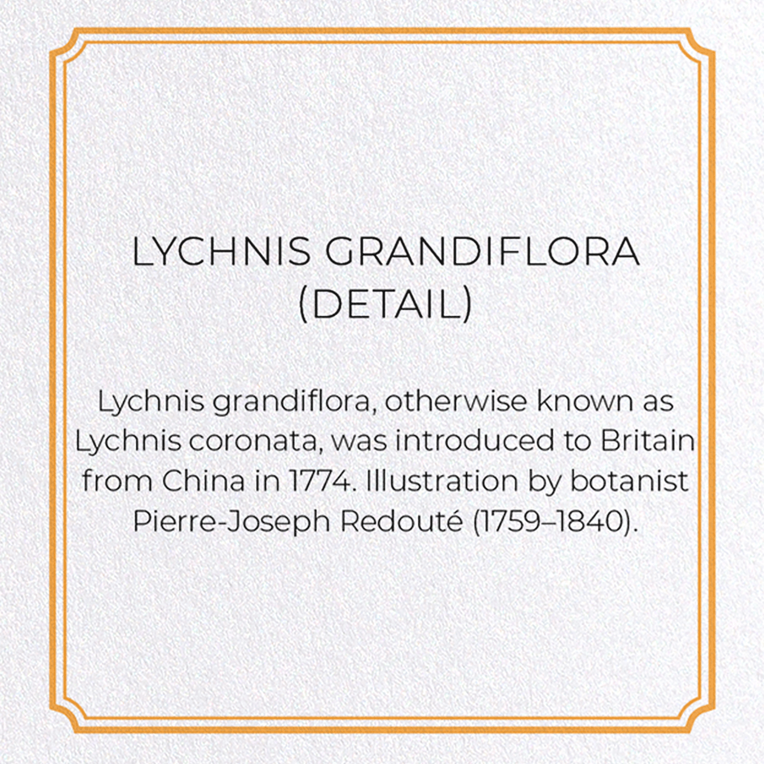 LYCHNIS GRANDIFLORA: Botanical Greeting Card