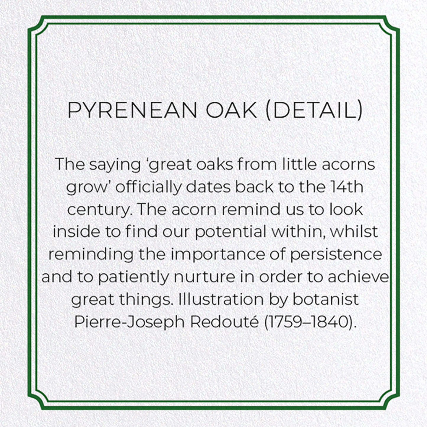 PYRENEAN OAK: Botanical Greeting Card