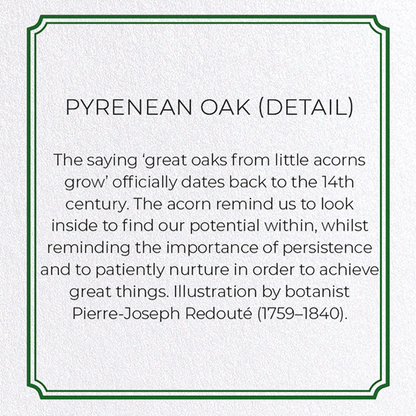 PYRENEAN OAK: Botanical Greeting Card