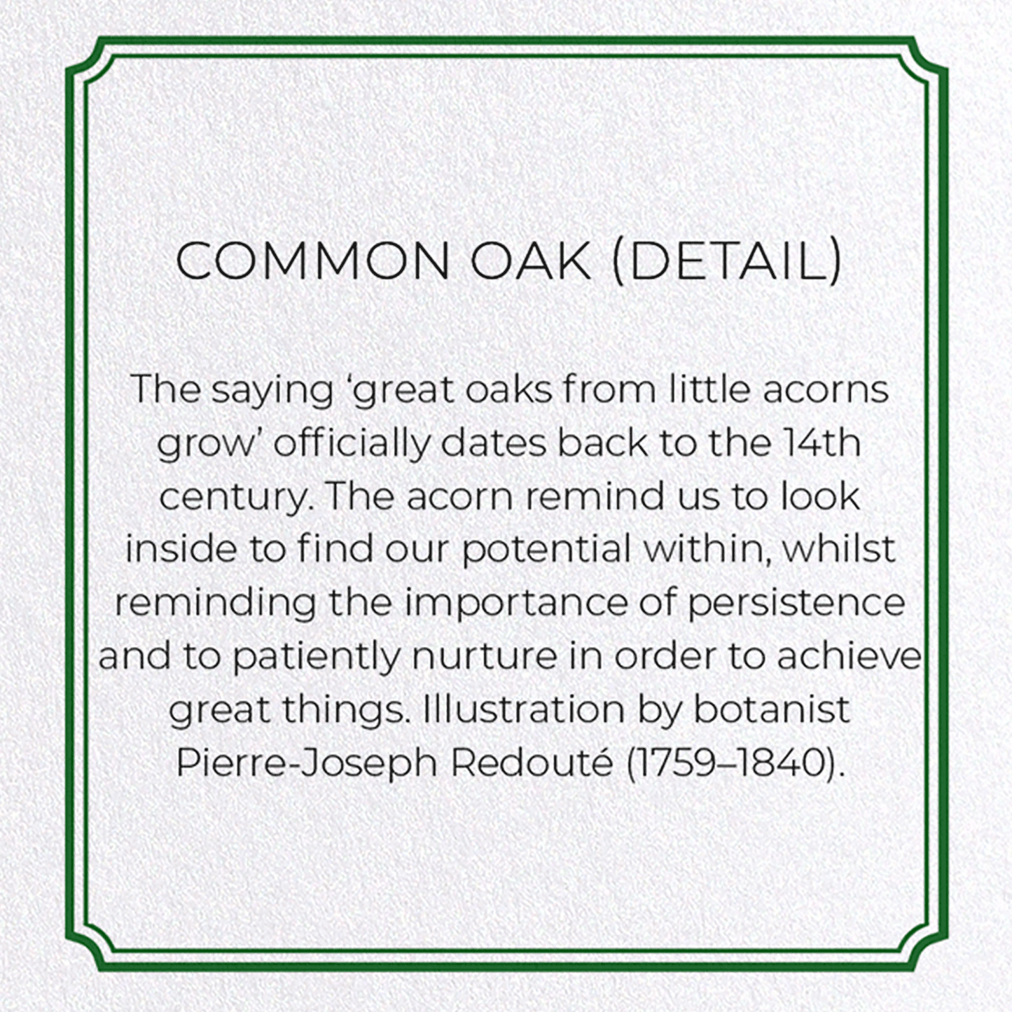 COMMON OAK: Botanical Greeting Card