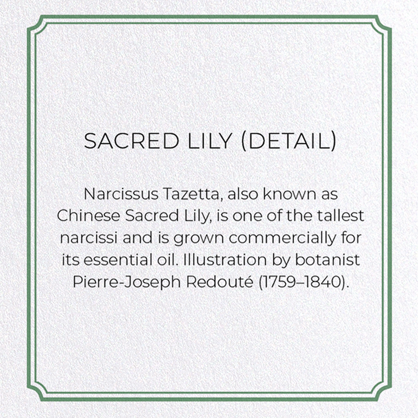 SACRED LILY: Botanical Greeting Card
