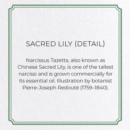 SACRED LILY: Botanical Greeting Card