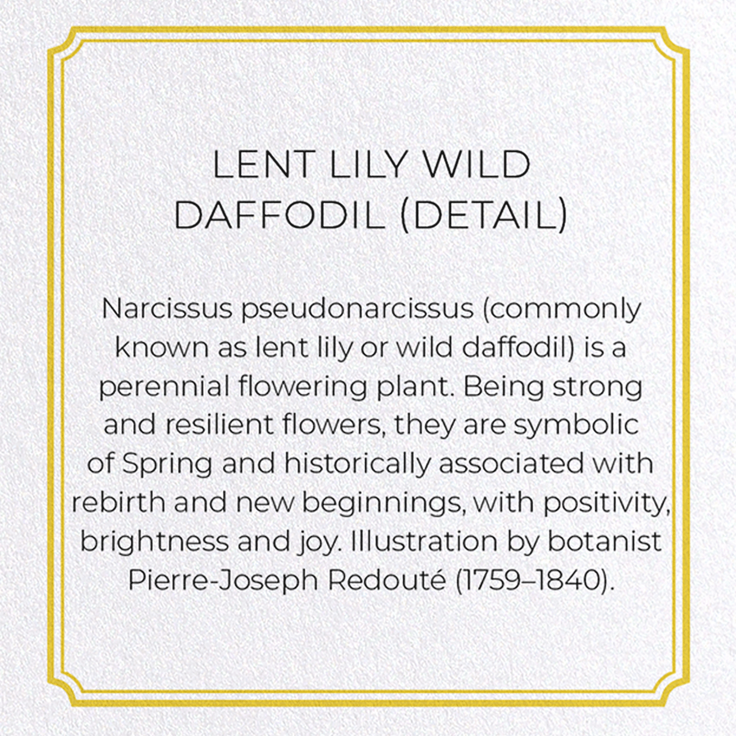 LENT LILY WILD DAFFODIL: Botanical Greeting Card