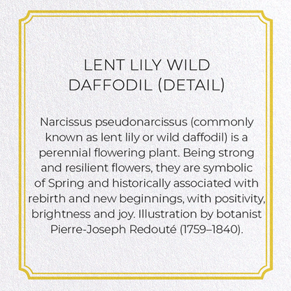 LENT LILY WILD DAFFODIL: Botanical Greeting Card