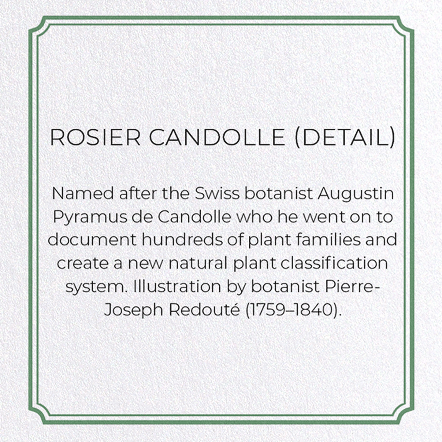 ROSIER CANDOLLE: Botanical Greeting Card