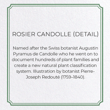 ROSIER CANDOLLE: Botanical Greeting Card