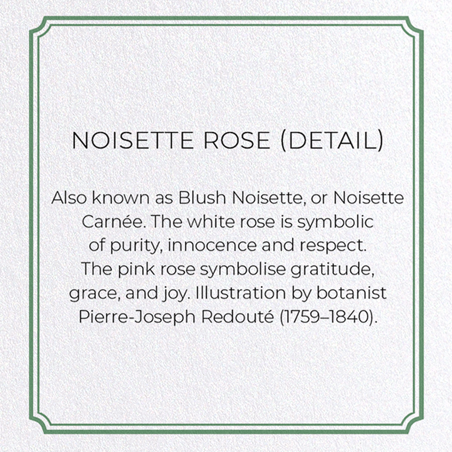 NOISETTE ROSE: Botanical Greeting Card