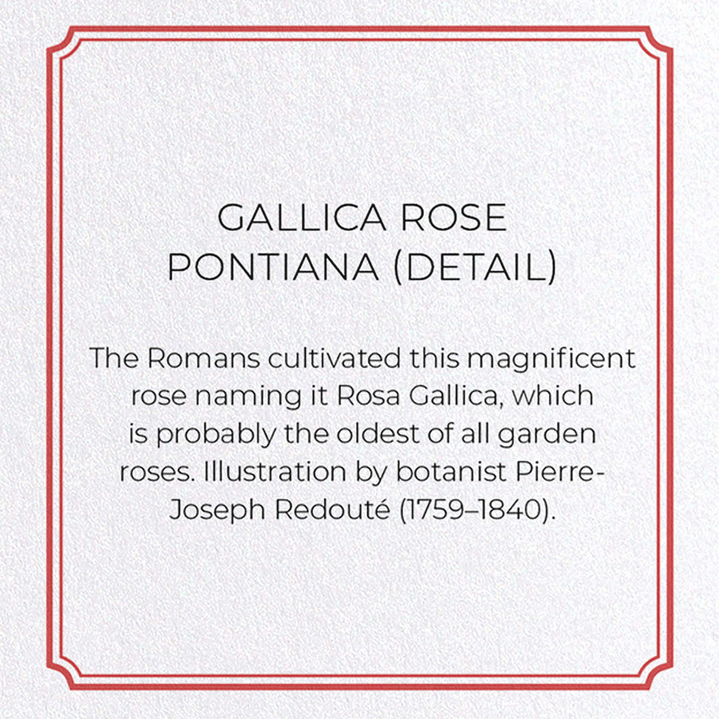 GALLICA ROSE PONTIANA: Botanical Greeting Card
