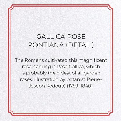 GALLICA ROSE PONTIANA: Botanical Greeting Card
