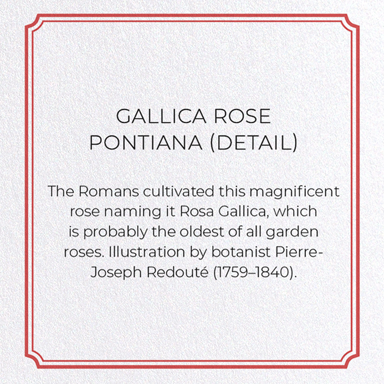 GALLICA ROSE PONTIANA: Botanical Greeting Card