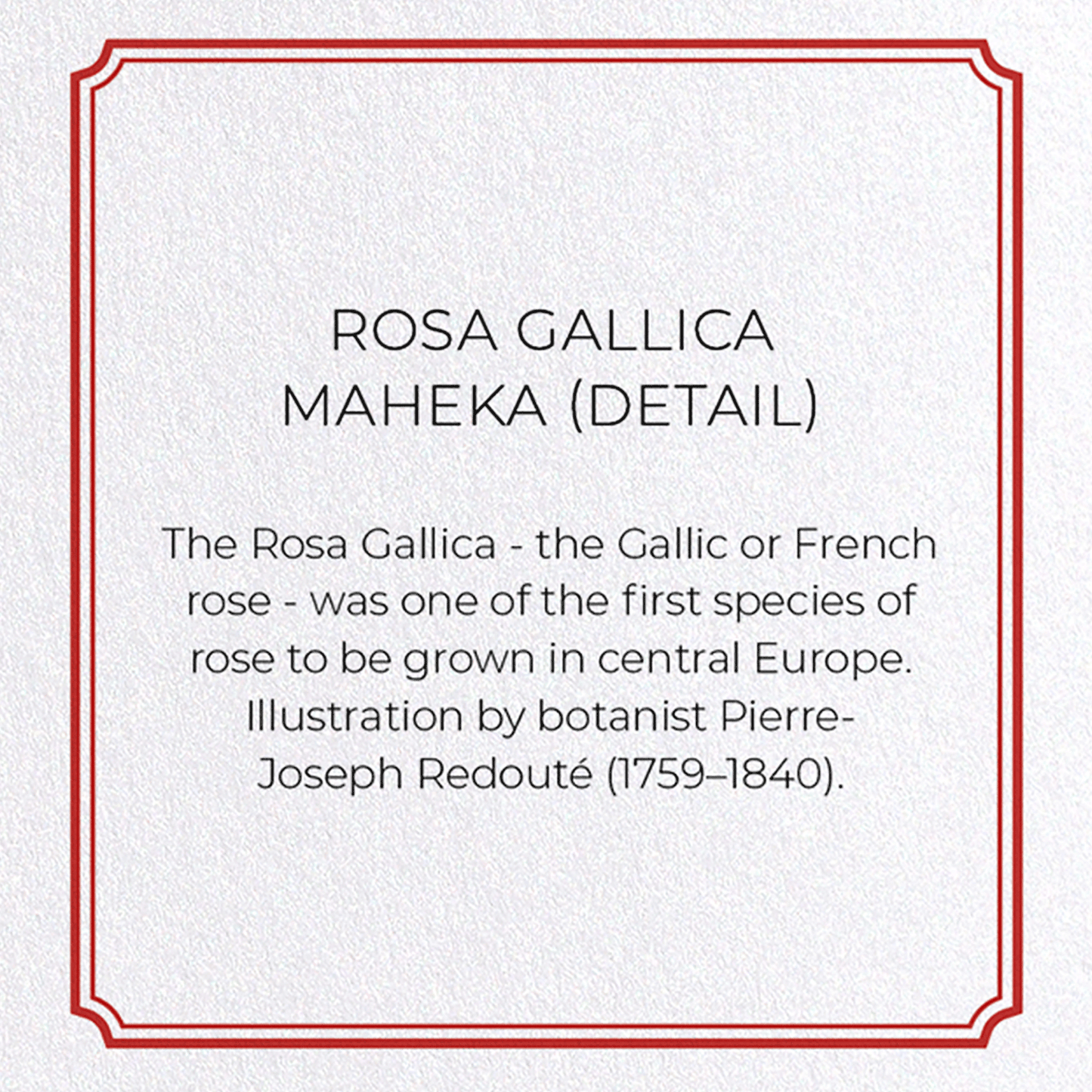 ROSA GALLICA MAHEKA: Botanical Greeting Card