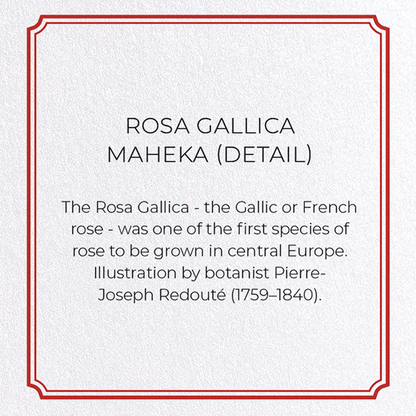 ROSA GALLICA MAHEKA: Botanical Greeting Card