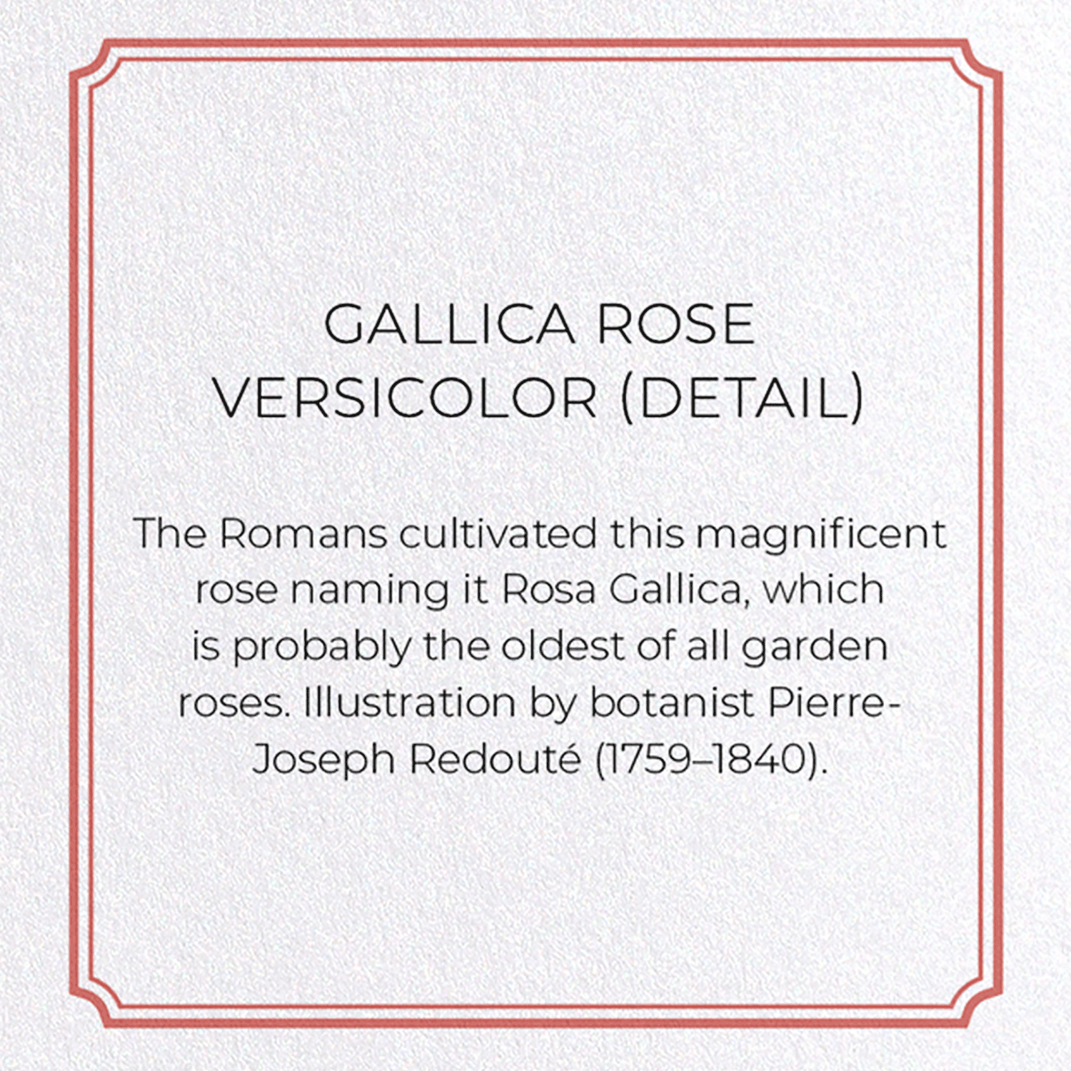 GALLICA ROSE VERSICOLOR: Botanical Greeting Card