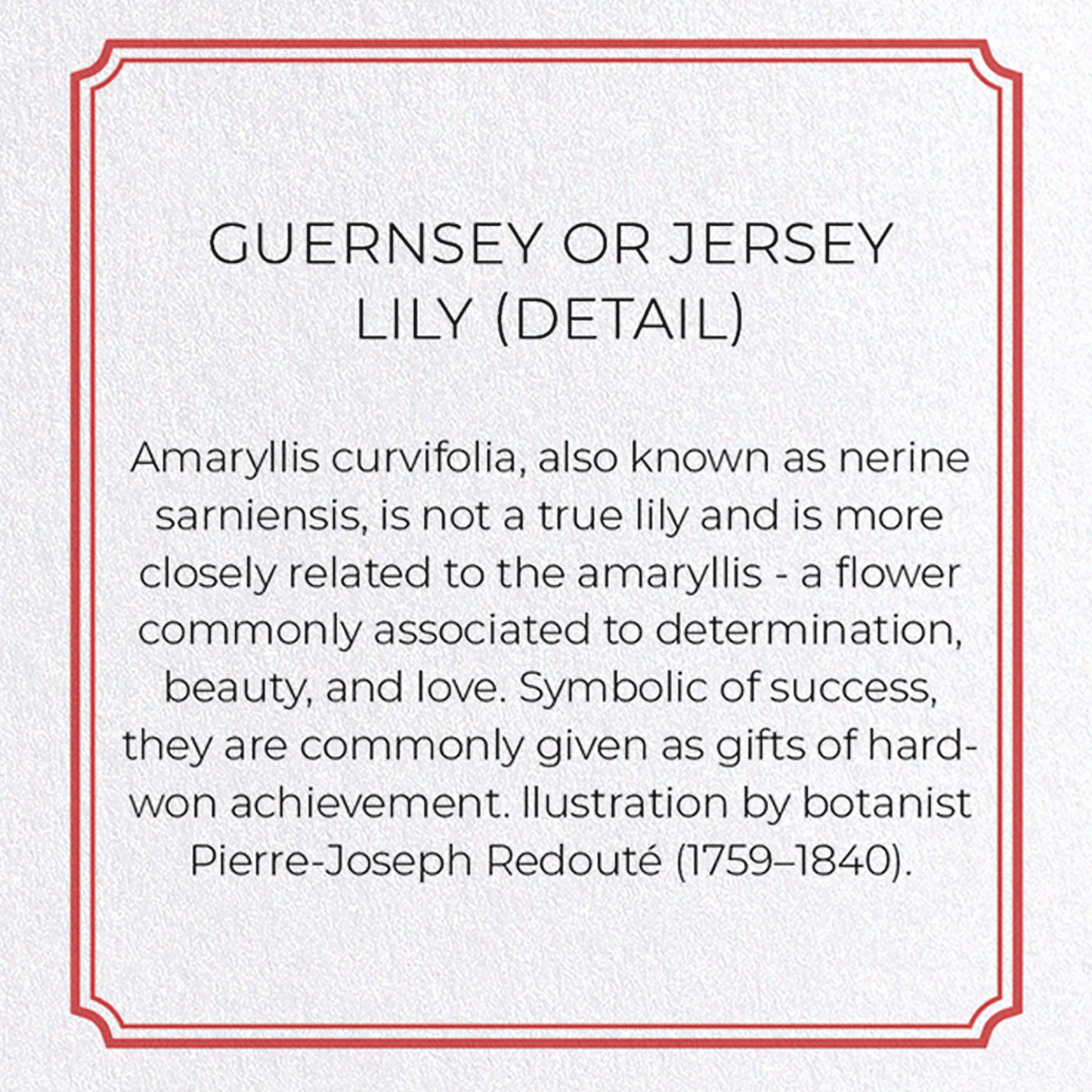 GUERNSEY OR JERSEY LILY: Botanical Greeting Card