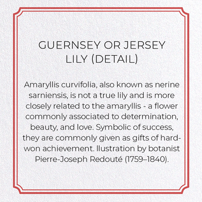 GUERNSEY OR JERSEY LILY: Botanical Greeting Card